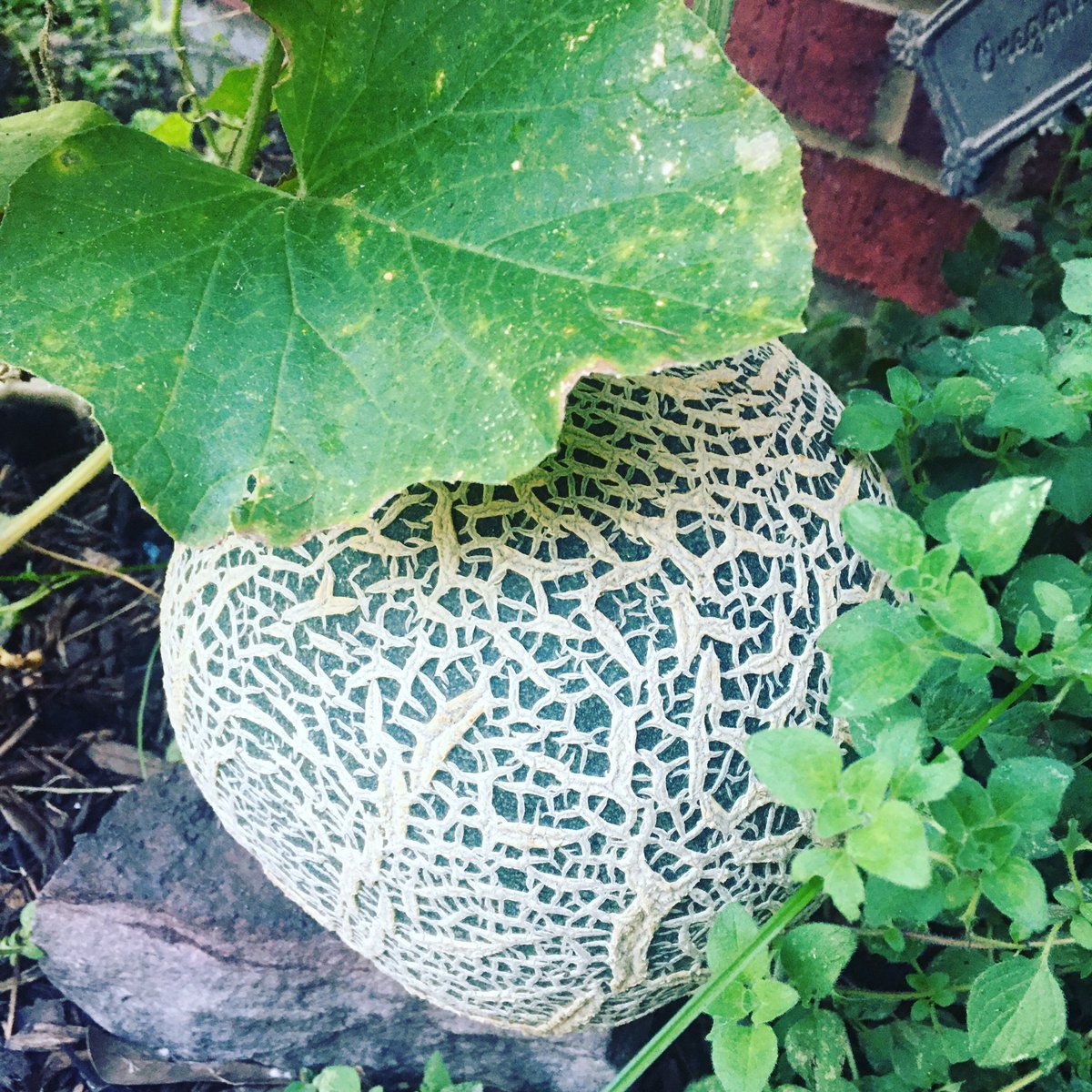 We ate melon from our garden today. The melon plant wasn’t intentional; it sprouted from our compost. Sometimes, given the right environment, beautiful fruit comes from what we think has been discarded.