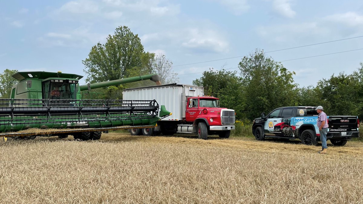 #FarmShowSierra on hand to check out the opening of another wheat field at Hilltone Farms ... might be some seed show entries from Pakenham! #OVSGA #seedshows