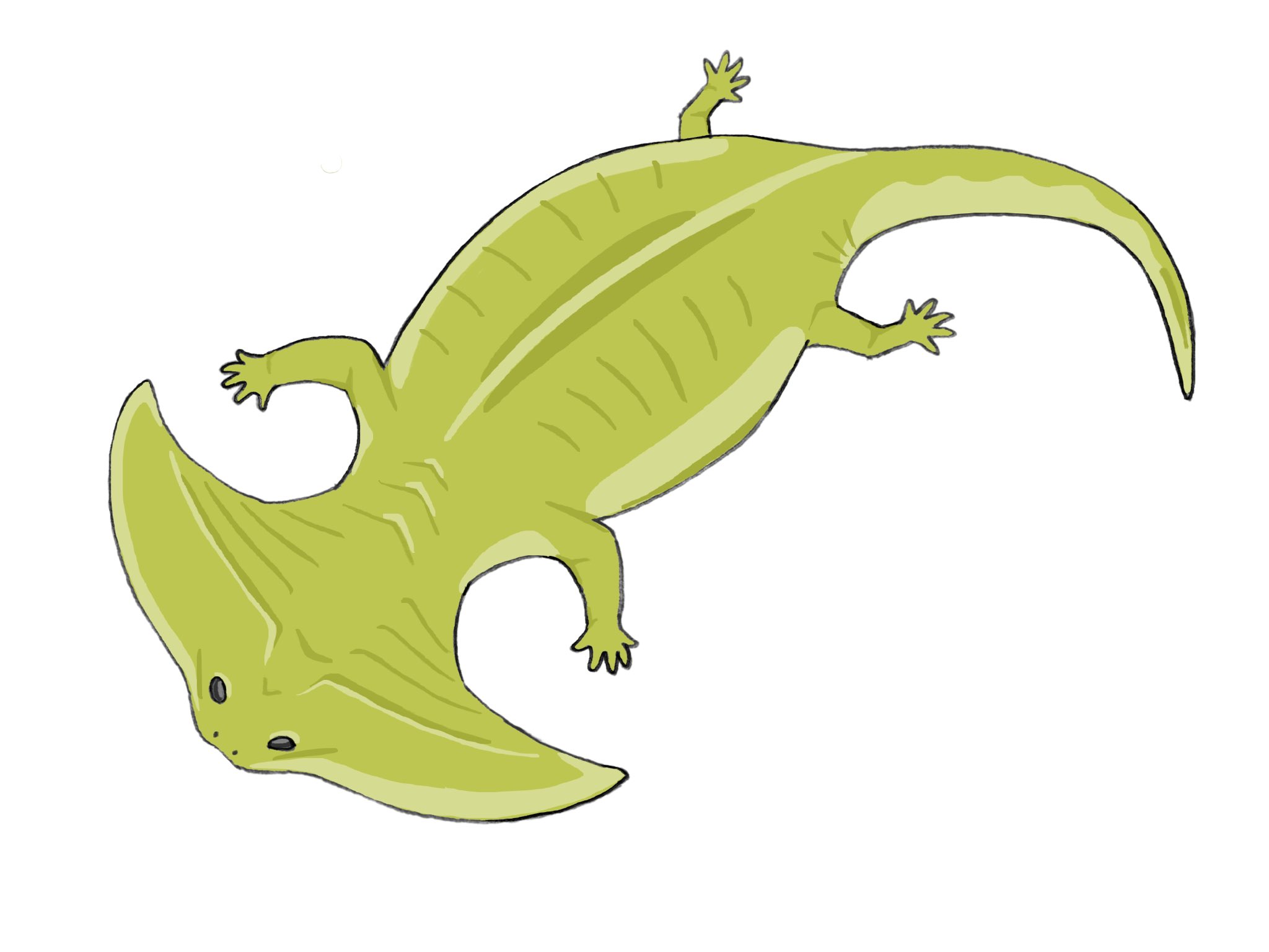 日本画で描くディプロカウルス 古生物 ペルム紀 両生類 水彩画 岩絵具