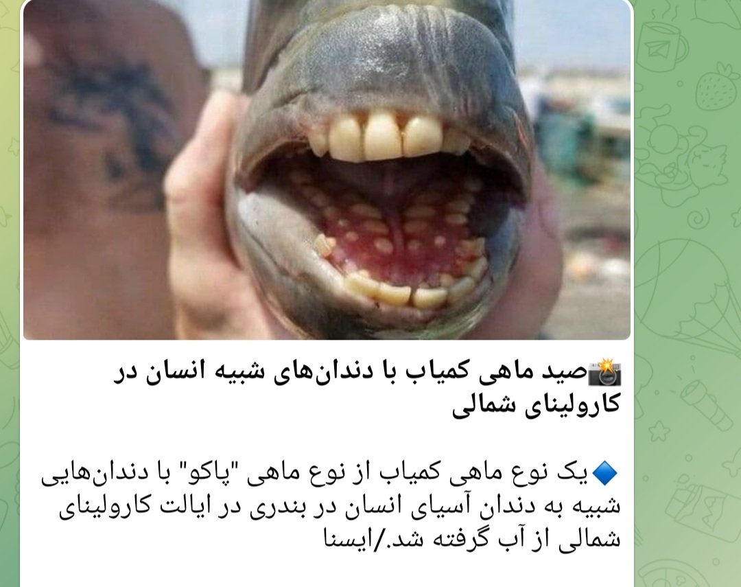 آقای ملیجک on X: دیگه خداوکیلی با ماهی سکس نکنید t.coBTLhtkgn5h   X