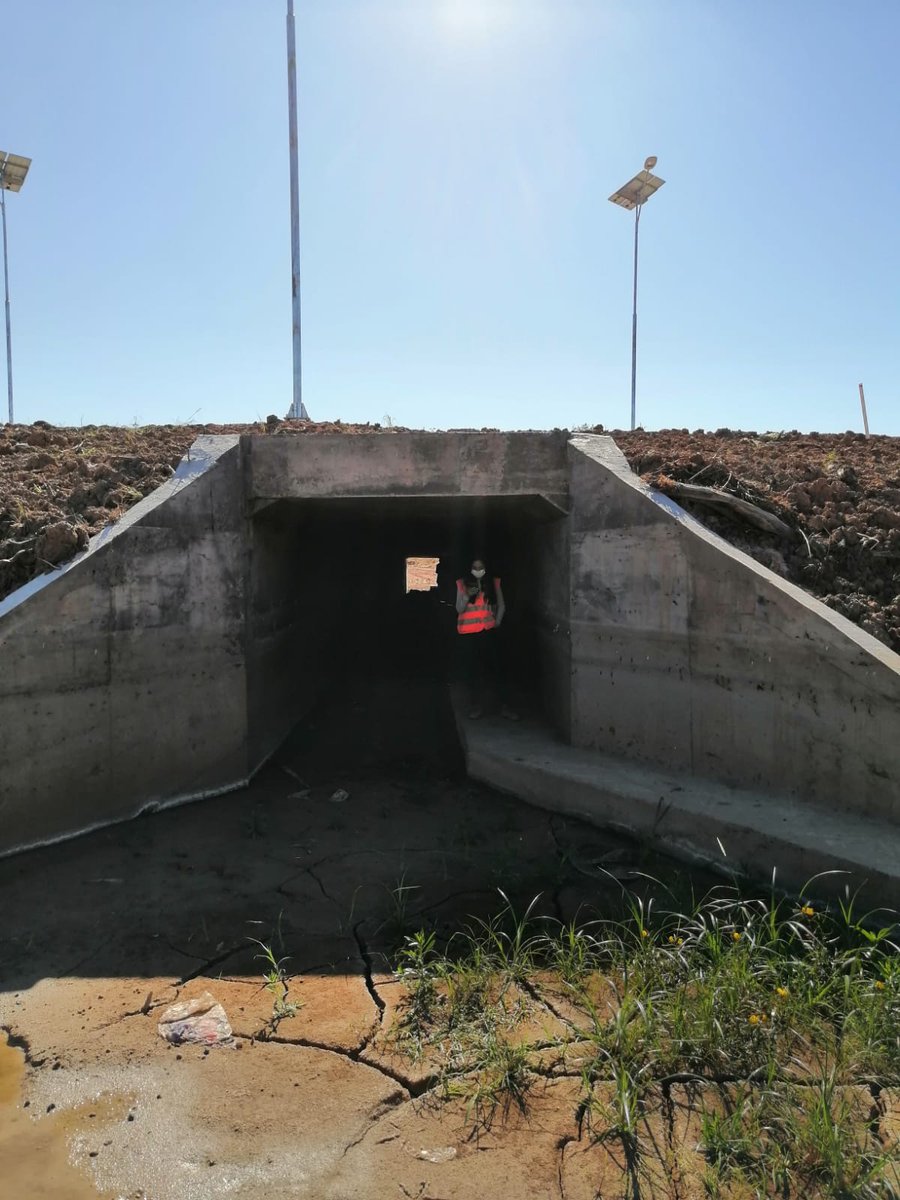 delpynews's tweet image. ▶️ ECO | 🌿

🛣La renovada Ruta PY09 #Transchaco prevé 39 pasafaunas para evitar que las especies silvestres del Chaco Paraguayo, algunas en peligro de extinción como el jaguarete&apos;i, oso hormiguero y el aguará guazú, sean atropellados al intentar cruzar la ruta.