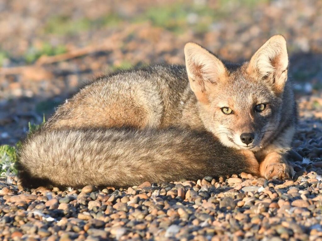 delpynews's tweet image. ▶️ ECO | 🌿

🛣La renovada Ruta PY09 #Transchaco prevé 39 pasafaunas para evitar que las especies silvestres del Chaco Paraguayo, algunas en peligro de extinción como el jaguarete&apos;i, oso hormiguero y el aguará guazú, sean atropellados al intentar cruzar la ruta.