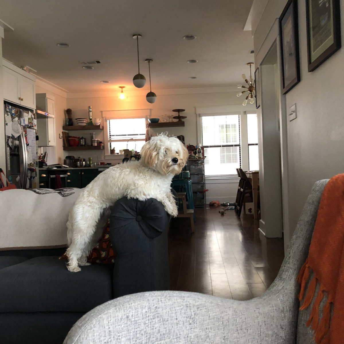 willthewordguy's tweet photo. Roux is up and ready for the third day of @aejmc @aejhistory #AEJMC21 #petsofaejmc https://t.co/7w0TLdSnrn