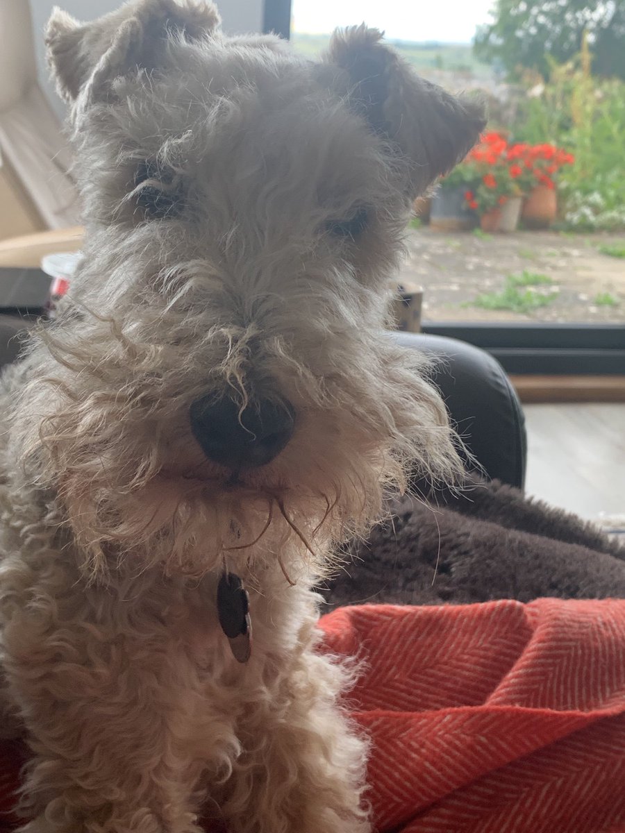 StanleyLakeland's tweet photo. There is an outside chance that my beardage needs a bit of attention #bedbeard 😊 https://t.co/qSWUoMYKRz