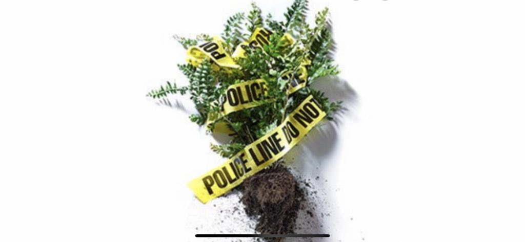 Murder Most FLORID

A little over 10 years ago, Dr Mark Spencer received a phone call from a crime scene investigator, asking him to assist with a potential murder enquiry.

#ForensicBotany #CrimeScene #Evidence

labnews.co.uk/article/203036…