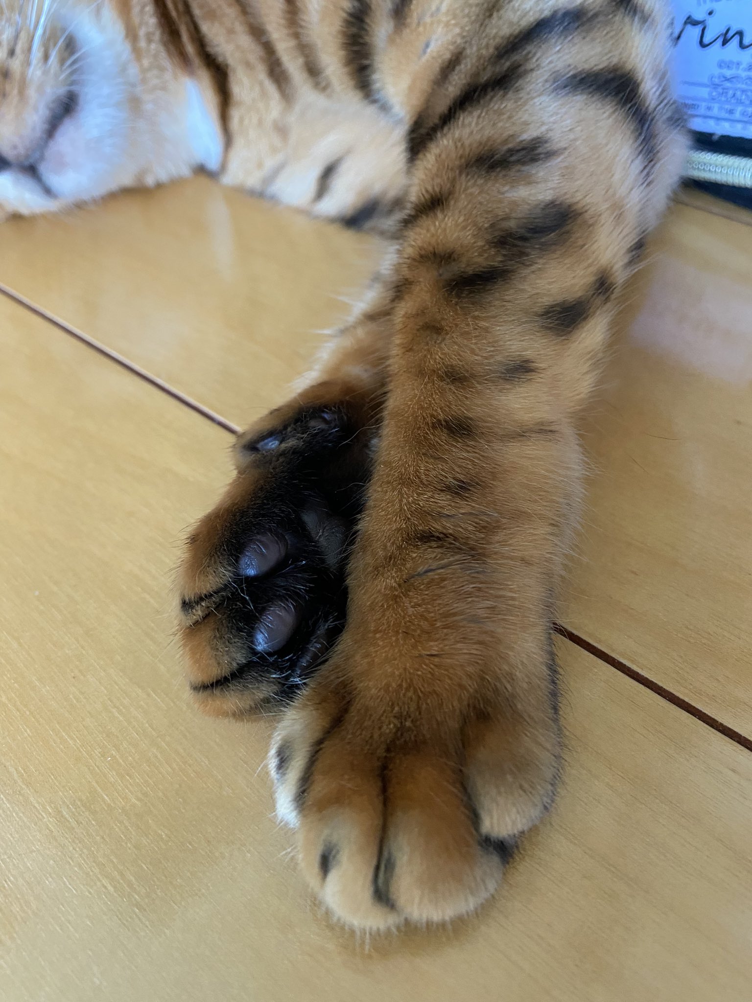 レオミルちゃん Leomil Bengal1106 Twitter
