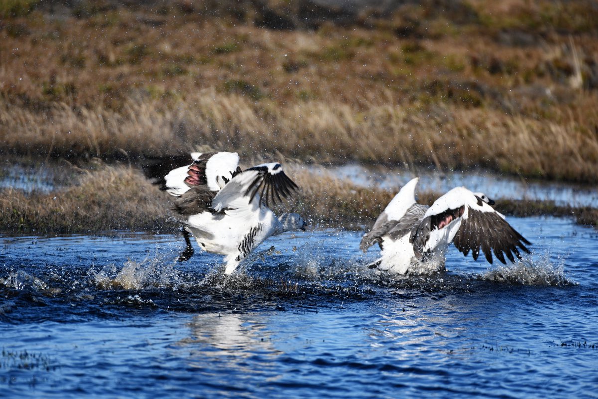 kelper60's tweet photo. #Uplandgeese #ganders #naturelover fighting can take place when another male encroaches on another ganders territory... fights are very violent with serious injuries even death..
Sense spring is on its way.... https://t.co/DWA4s69aMy