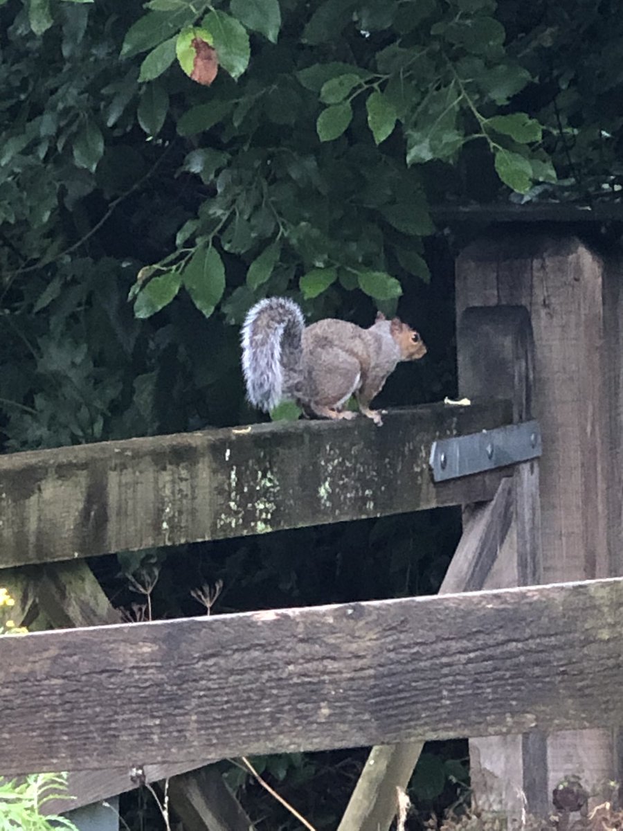 RUN 5 COMPLETE! A morning 10Km run taking my total distance to 52Km. Even saw a little squirrel before my run 🐿😂 We are now only £115 away from the £1000 target! Please donate if you can 🤞🙌🎉 THANK YOU! Link below to donate ⬇️

gofund.me/fdb0aa96