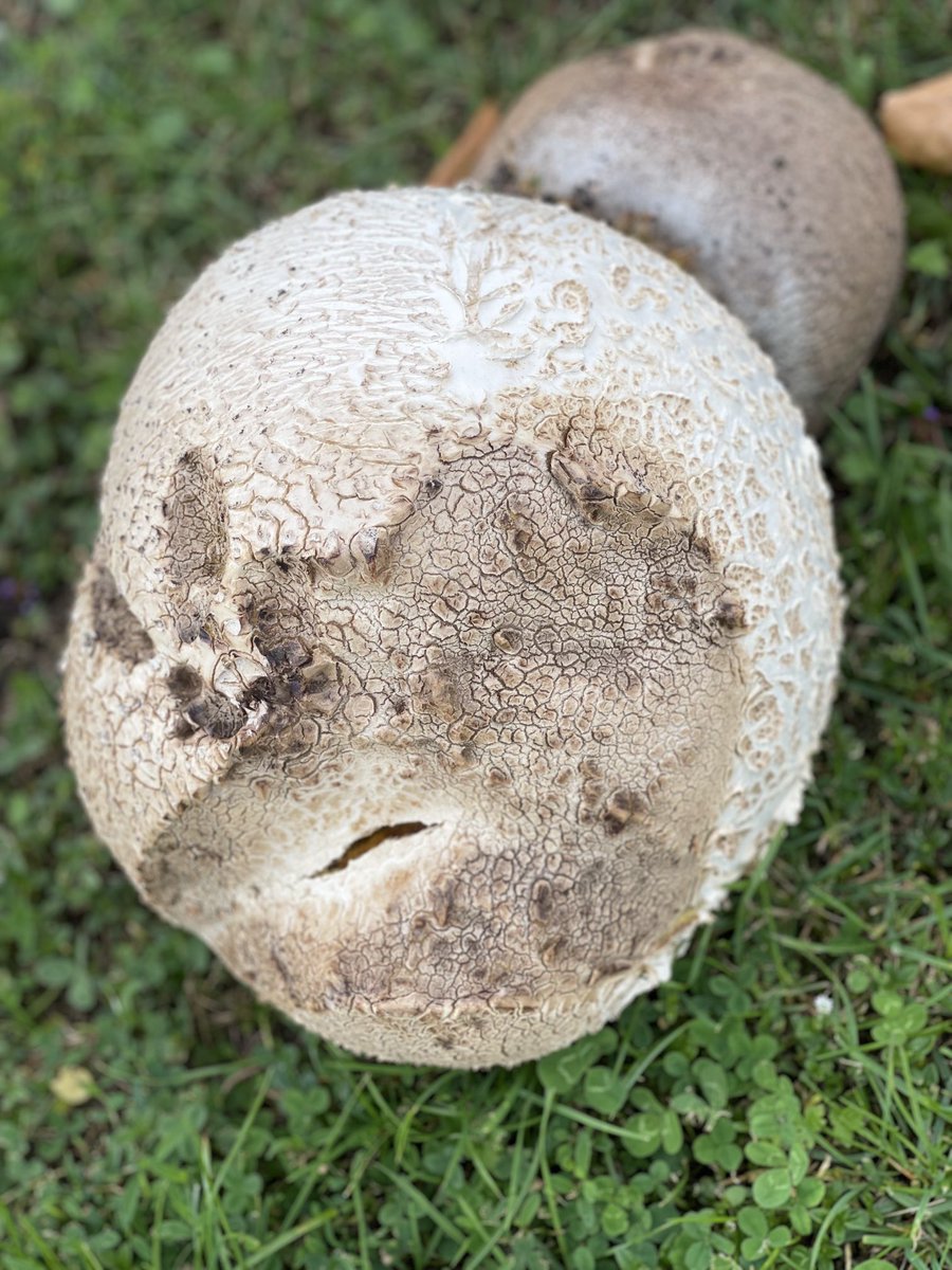 Arie de Groot tweet media