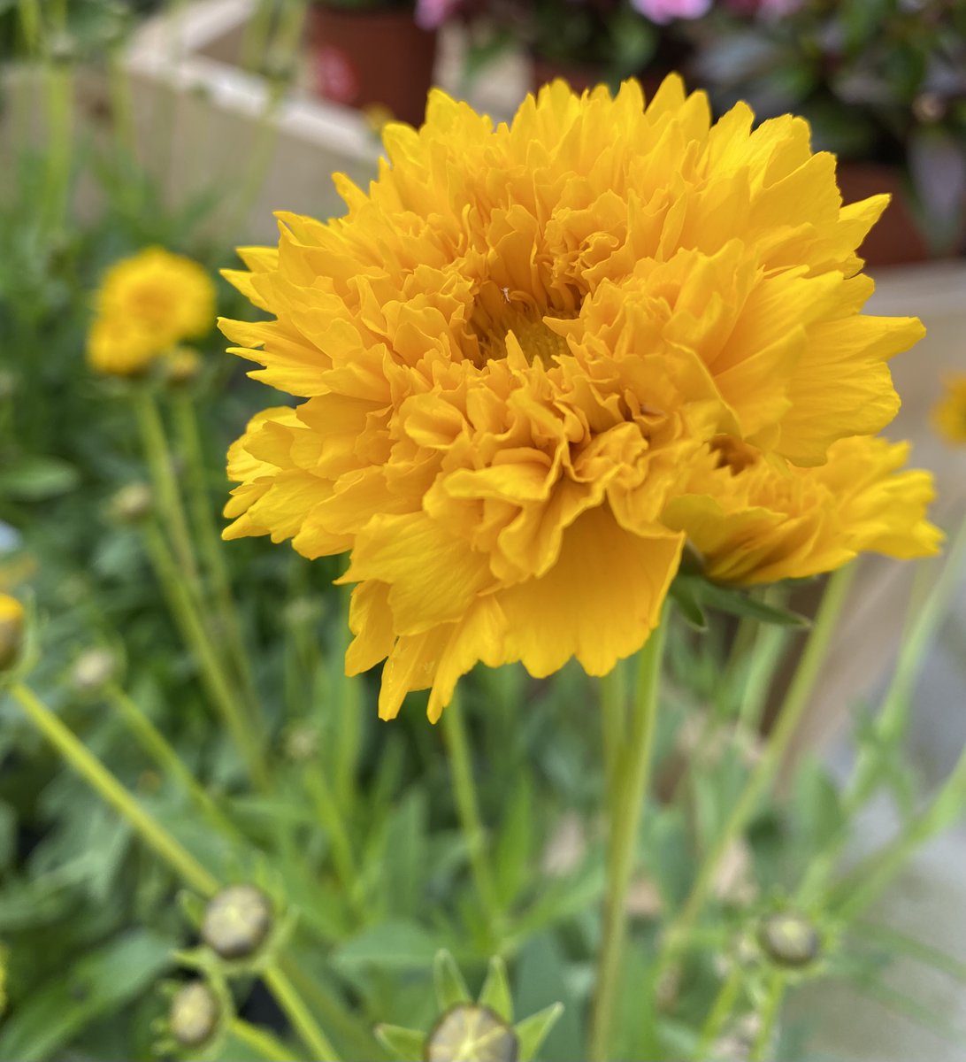 Our August Newsletter has just been published. Hear about what's new in the nursery, find some exclusive special offers and take a look at our vast selection of wonderful summer bedding - mailchi.mp/9c22724800ce/a…
