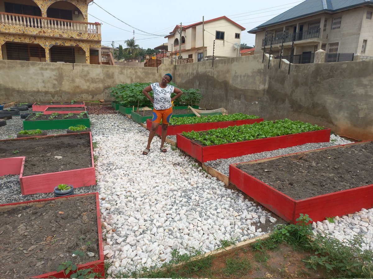 EdemGawuga's tweet photo. Okro and lettuce coming up nicely https://t.co/REbkdHX6O2
