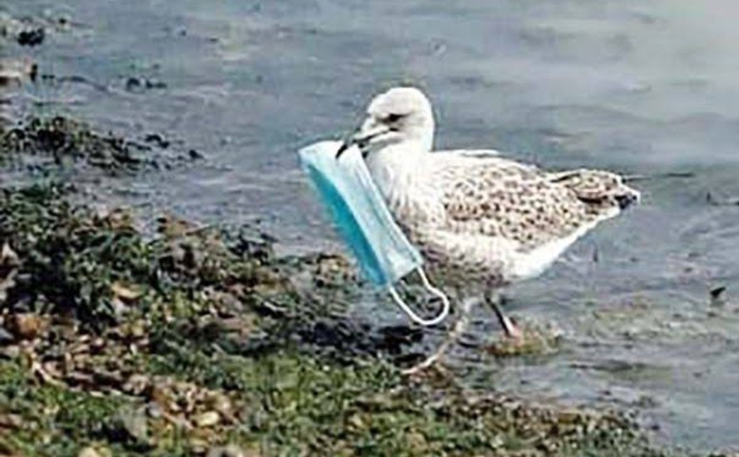 Shelly Ⓥ tweet media