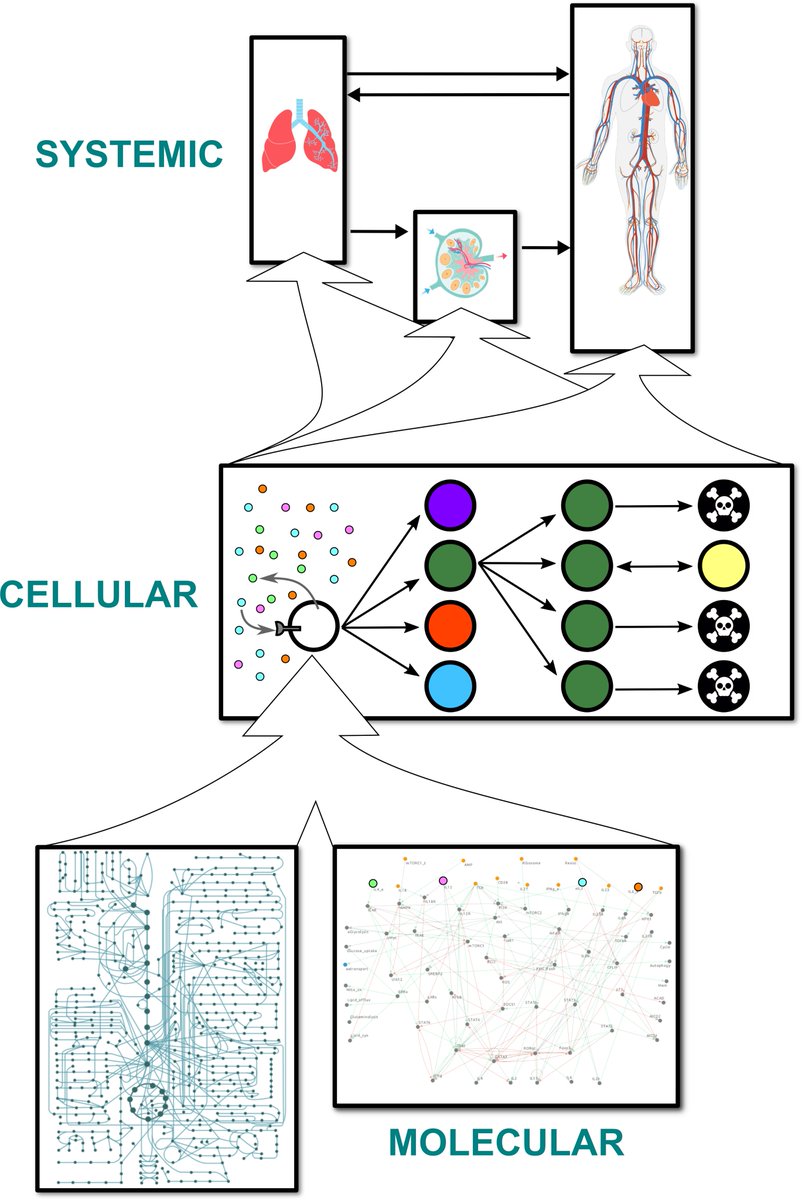 tomashelikar's tweet image. Congratulations to the whole team, incl @bhanwar_p and @arshah18! Happy to see our work on the development of a #multiscale, #multiapproach model of #CD4Tcells published in @PLOSCompBiol!
bit.ly/3fExH7Q
#systemsImmunology, #immunology, #VirtualImmuneSystem, #immunesystem