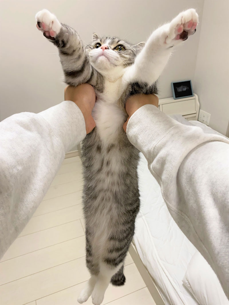 Oricon News オリコンニュース Youtubeで大人気の猫 もち様 勢い止まらず 写真集 ランキング2週連続1位 全7枚 無防備な へそ天 とろけるリラックス顔がたまらない T Co Ftyu3eqz もちまる もちまる日記 Catmotimaru Oricon News オリコンニュース Youtubeで大人気の猫 もち様 勢い止まらず 写真集 ランキング2週連続1位 全7枚 無防備な へそ天 とろけるリラックス顔がたまらない T Co Ftyu3eqz もちまる もちまる日記 Catmotimaru