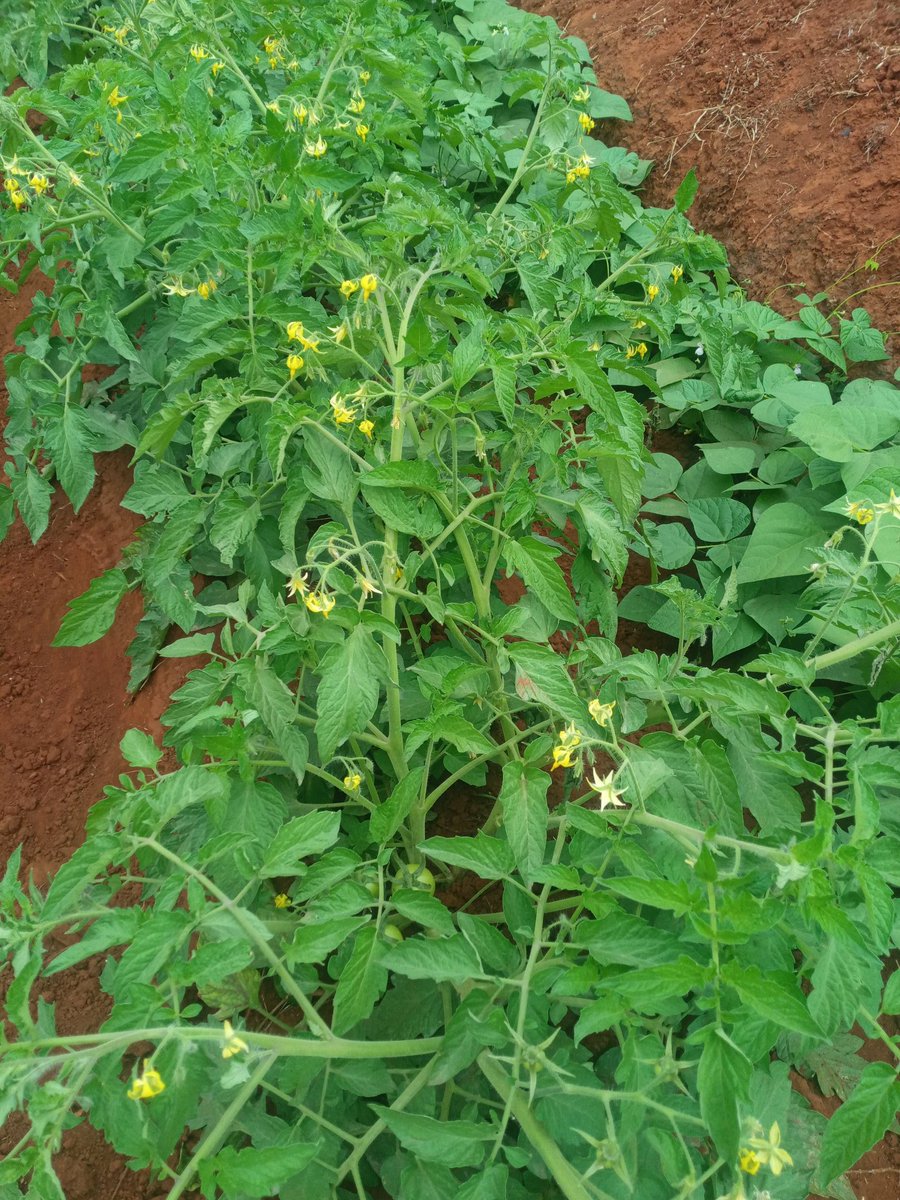 John the agriprenuer tweet media