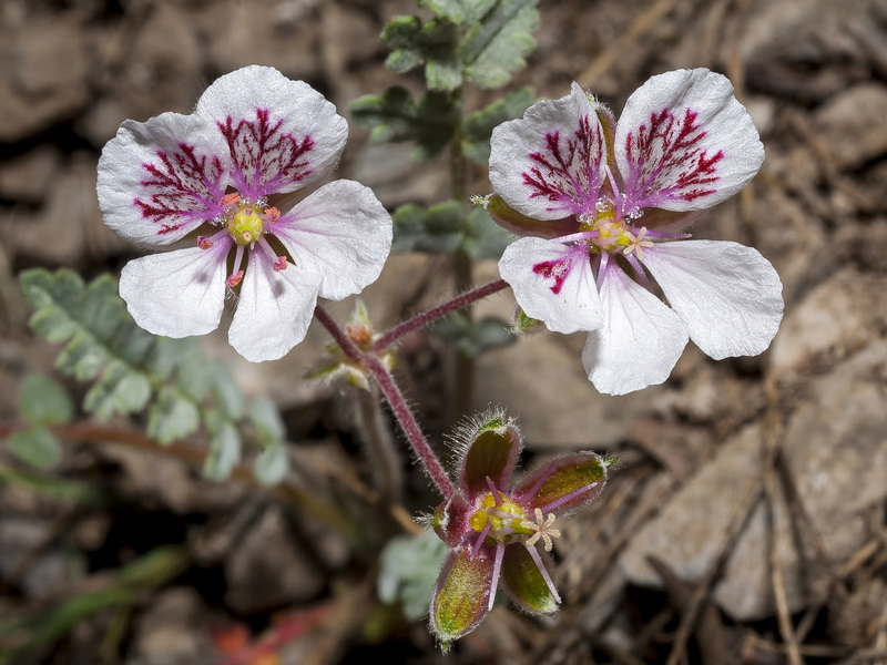 SNevada_Parque's tweet photo. Marchando una de endemismos botánicos de Sierra Nevada.
#JoyasBotánicas
#ParaísoDeBiodiversidad

Nevadensia purpurea
Erodium astragaloides
Aquilegia vulgaris subsp. nevadensis
Taraxacum nevadense https://t.co/YWDOs09qjg