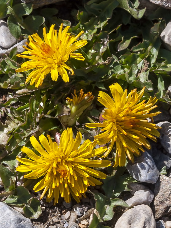 SNevada_Parque's tweet photo. Marchando una de endemismos botánicos de Sierra Nevada.
#JoyasBotánicas
#ParaísoDeBiodiversidad

Nevadensia purpurea
Erodium astragaloides
Aquilegia vulgaris subsp. nevadensis
Taraxacum nevadense https://t.co/YWDOs09qjg