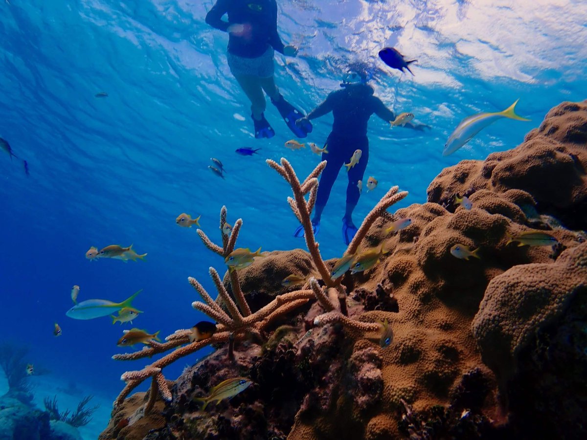 ModusBPCM. tweet media