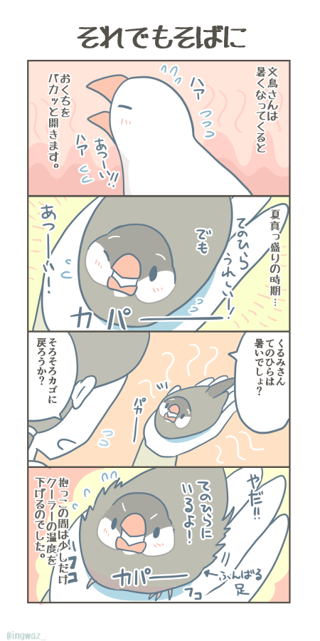 それでもそばに。

#Buncho #javasparrow #文鳥 