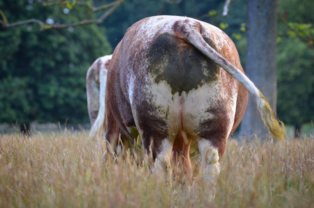 SBLonghorns's tweet photo. The Big Man @SBLonghorns #longhorns #englishlonghorn https://t.co/sw1BfGaMzU