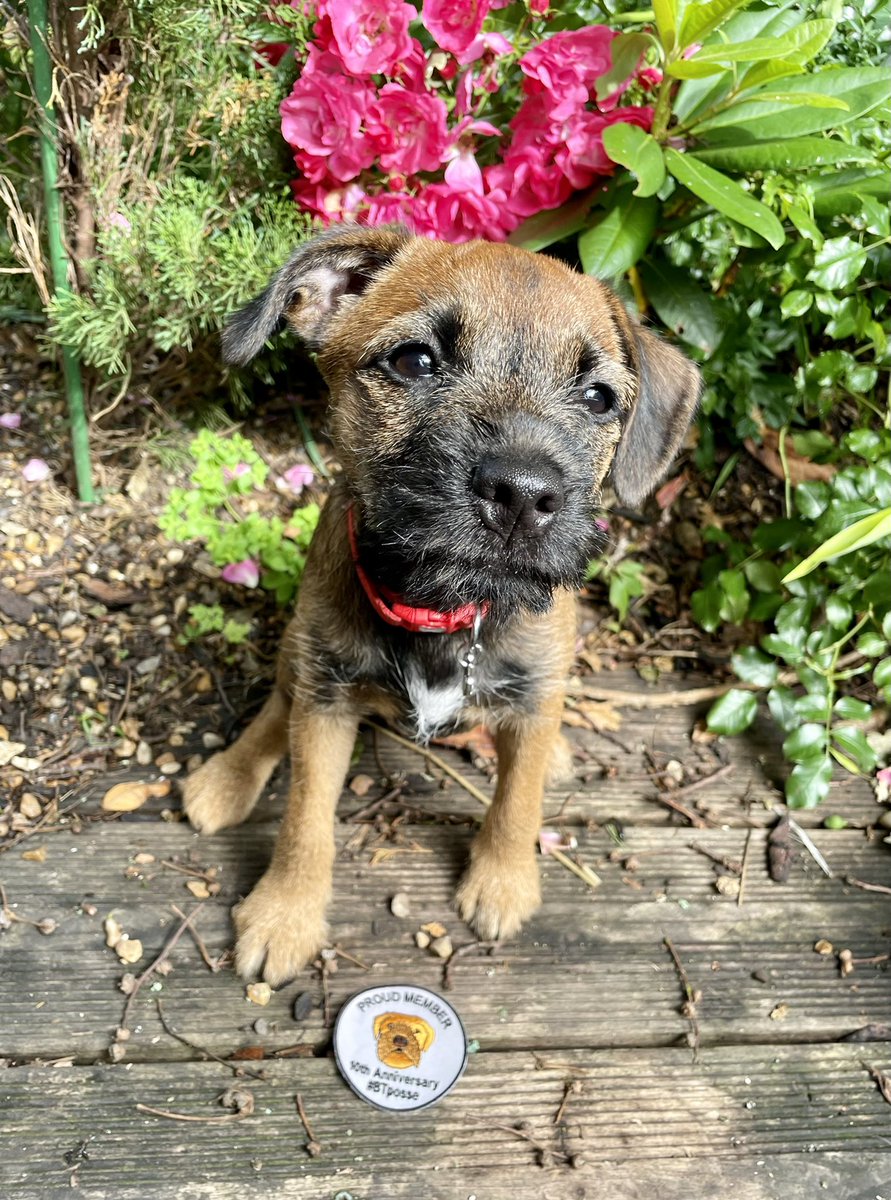Thank you to all at #BTPosse for my lovely badge. It cheered up hoomum after I done wees on her bed. I startz “Skool” next week, but I have been promised chicken if I don’t bites the teacher. It’s the itchy teef not me! Pfft!