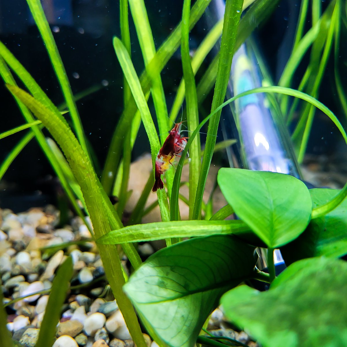 brightfryed's tweet photo. Pregnant Red Rili grazing on the jungle val πΏ
.
Enjoying my content? Don't forget to head over to YouTube and sub π
.
#aquascape #aquascapes #aquascaping #aquascaper #aquascapers #aquascapedesign #plantedtanks #plantedtank #plantedtanksofinstagram #aquariumsofinstagram https://t.co/RJU72bqtGq