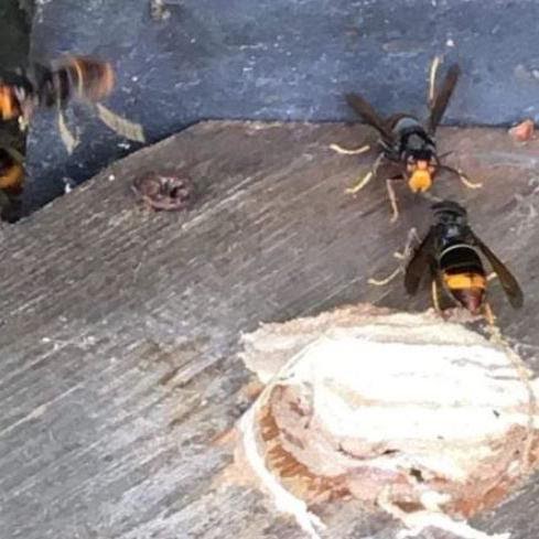 Ormskirk Beekeepers: Asian hornet nest found in bird box dlvr.it/S5808t