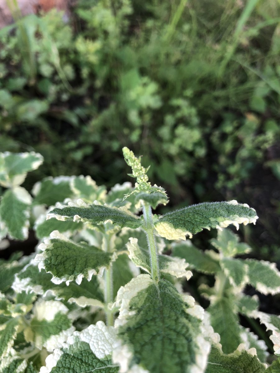 ミントの栽培が話題になっているが ミントの性質は想像以上に厄介なので安易に植えるのはオススメできない Togetter