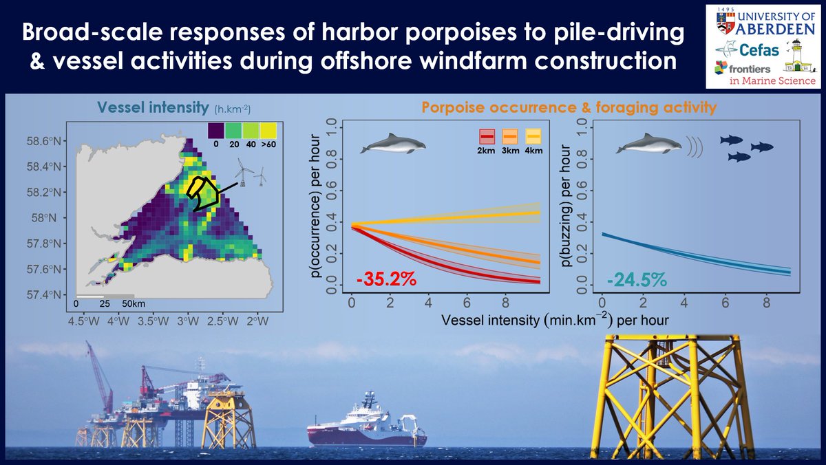 📢NEW PAPER📰
Delighted to share our latest #openaccess #LHSciencePaper 
#harbourporpoise🐬respond not only to piling 🔨🔊but also to vessel activities🚢during #offshorewindfarm construction &amp; with a change↘️in foraging activity🐟
👉doi.org/10.3389/fmars.…