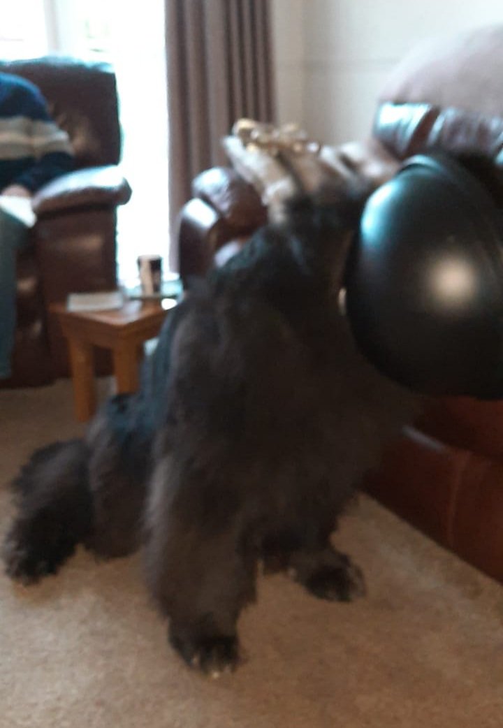 burrowingbolt's tweet photo. However! Koko bear is no saint! 🙄🐕🐻🙄 ( but we love her 😍😍😍) #thebinincident #thechocolateincident #slobberchops #droolicious #slobbermonster https://t.co/JHDbelM5RM