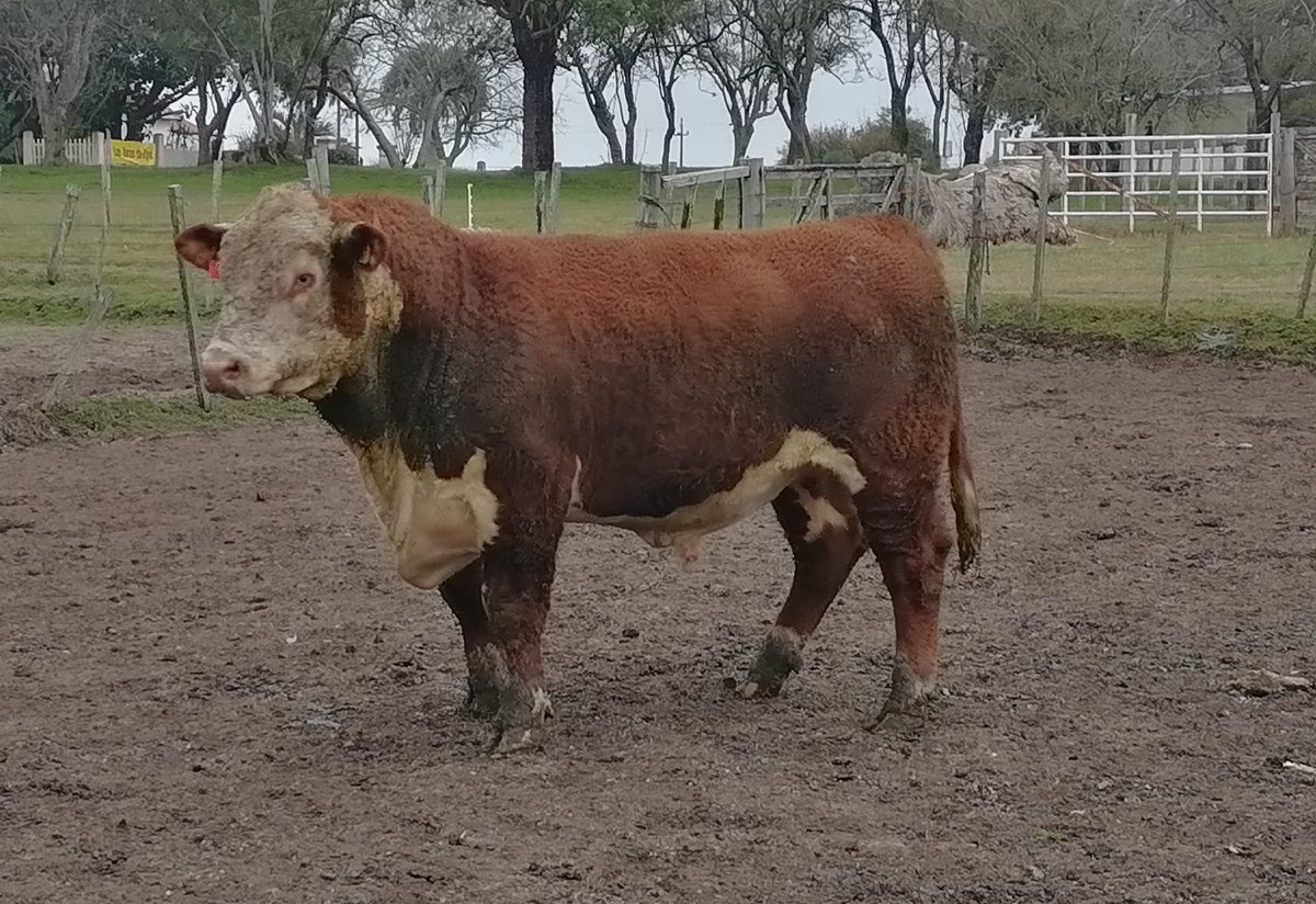 jmduran_dra's tweet photo. Puebla del Río RP 175, toro ganador del grupo 2 de Kiyú, hijo de BOLT un toro de semex beef que se ha destacado por los números que aporta a su descendencia, con facilidad de Parto y gran crecimiento y AOB. Ayer le Colecta amos para congelarle semen. #hereford #semexbeef https://t.co/2U3dX1EU8T