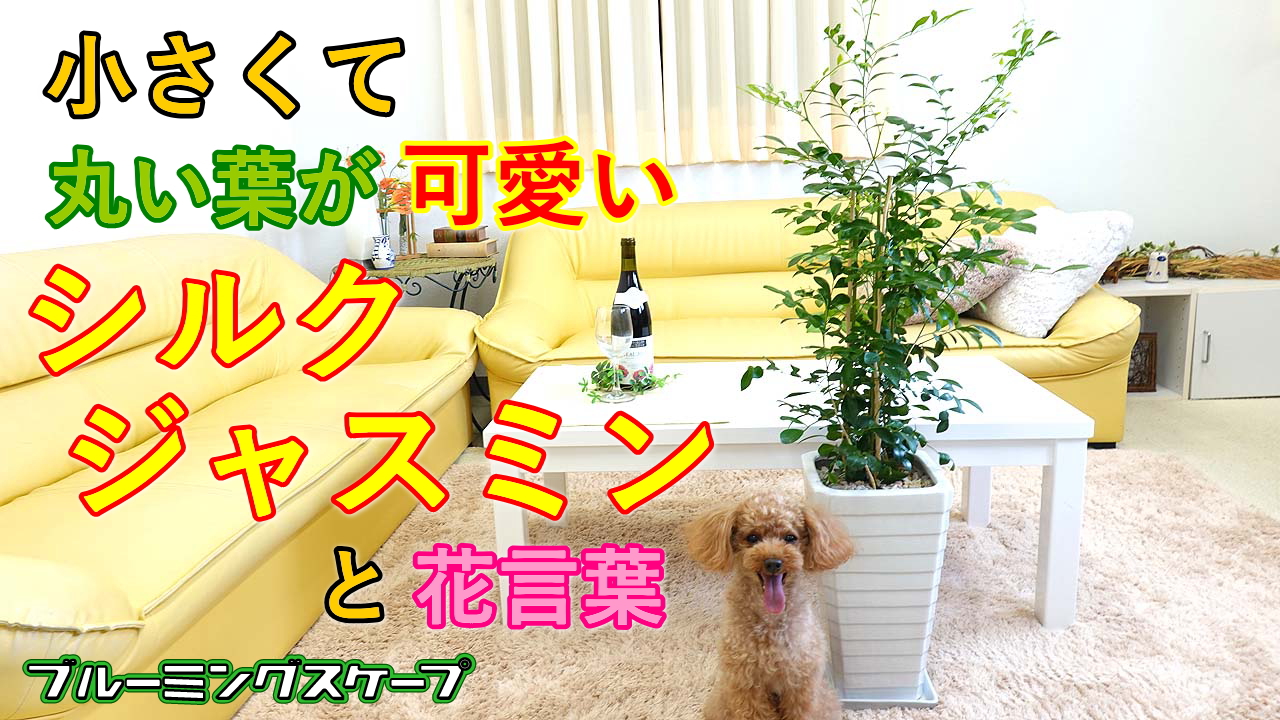 ブルーミングスケープ 観葉植物の通販 Bloomingscape Twitter