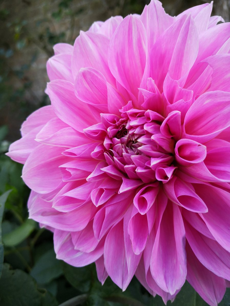 Beautiful dahlias... We spotted this beauty in the Walled Garden 😍 #dahlias #flowers #historicgarden #kentgardens