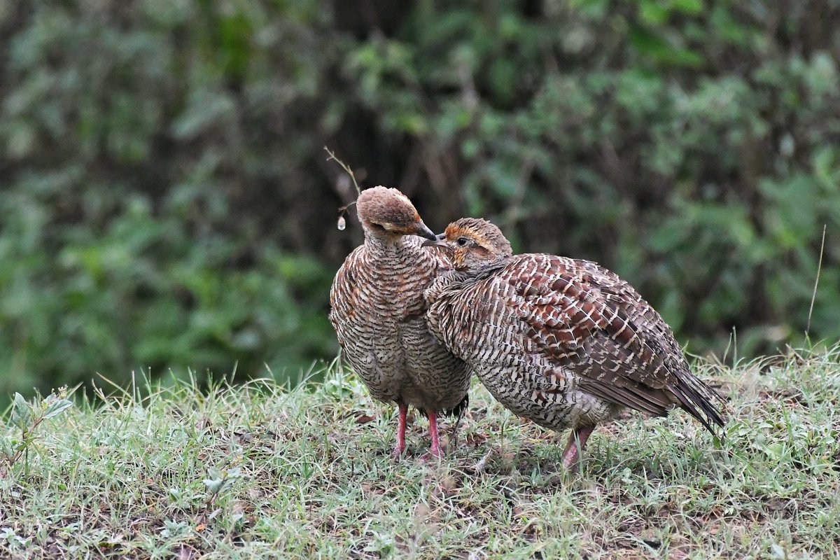 #Two4Joy #Luv4Wilds 
Grey francolin pair from Grassland of Pune @tgtrustindia
#ThePhotoHour #wildhues #IndiAves #HopeSeries
#birdwatching #BBCWildlifePOTD 
#TwitterNatureCommunity 
@OrnithophileI @IndiAves @goldsant @chirpbirding @WorldofWilds @MonaPatelT @vivek4wild