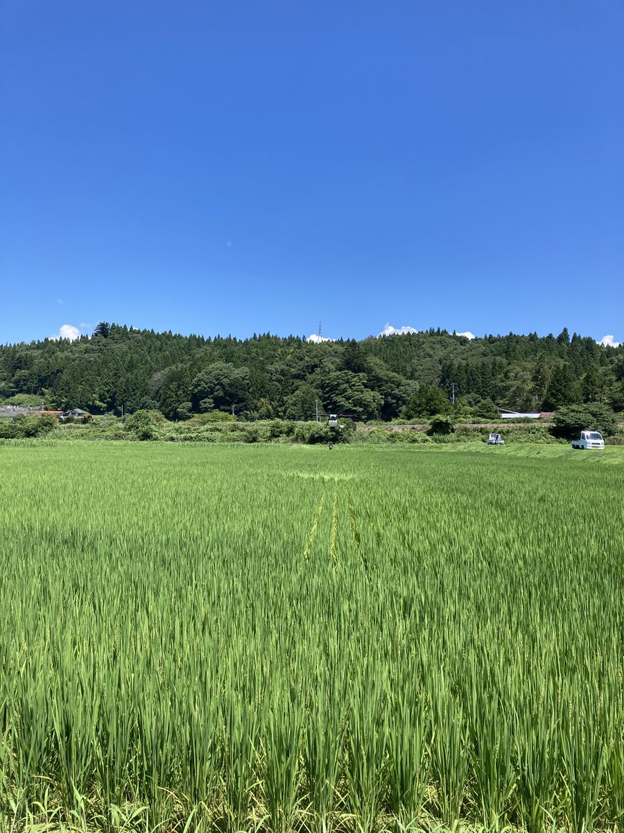 iwa_dro's tweet photo. 今日は穂肥の散布。天気が良く、��事に今日のノルマは散布できました。ただ、肥料は時間と共に湿気を吸って溶け出すので、休憩毎に簡単にバラせる部分だけでも掃除します。これだけでも帰ってからが楽です。あと、気づいたら、プロペラに謎の黄色い物体がベッタリ😱コレなんでしょうか？ https://t.co/GWZyrWDycf