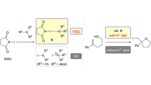 HelvChimActa's tweet photo. New experimental data for understanding the halogen bonding of amines in solution and the need to activate amine-complexes with suitable Bronsted acids to form active halogen transfer species by Lear and Hayashi @DrLear @TohokuUniPR #Kuendig_Issue https://t.co/eL1fFsddeb https://t.co/a0RR0OY7aB