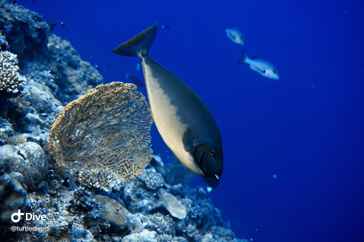 scuba_elnido's tweet photo. Our underwater adventures of #turtledivers
This is the best time now to get certified. DM us!
#Beautiful #Oceanlife #Discoverelnido #underwaterpic #Marinelife #padi #fish #ocean_magazine #underwaterphotography https://t.co/vLcqQMnjA4
