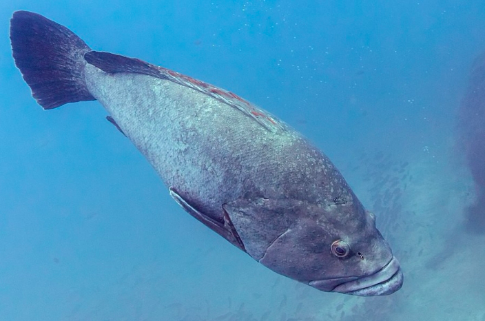AgenciaFAPESP's tweet photo. Em artigo na revista @PLOSONE, cientistas descrevem que um dos efeitos da superexploração de espécies grandes e valiosas de #peixes em #ArraialdoCabo (RJ) é sua substituição por espécies menores e, anteriormente, menos cobiçadas. https://t.co/g3haSM92Uw https://t.co/QbXxfW7s9Z