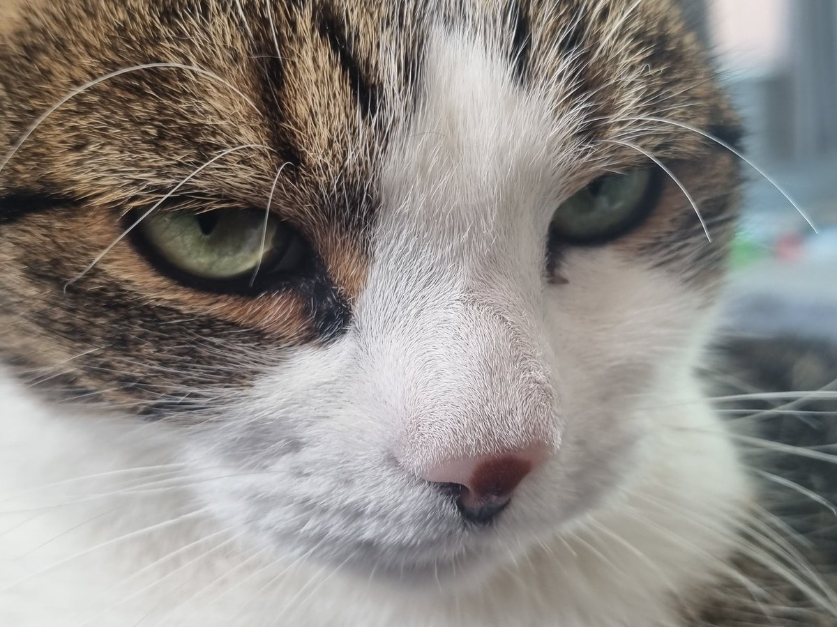 KingLouisSun1's tweet photo. Mean and moody glamour puss today. Happy Friday everyfur. L x 😽🐾 #CatsOfTwitter #GlamourCats https://t.co/Cpa6eLKVFj
