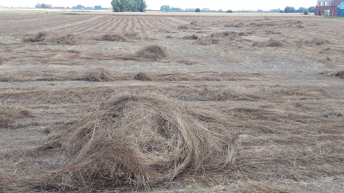 We krijgen alles dit jaar met het #vezelvlas nu ook al windschade 
Nouvauté #lin 2021 : envoillé