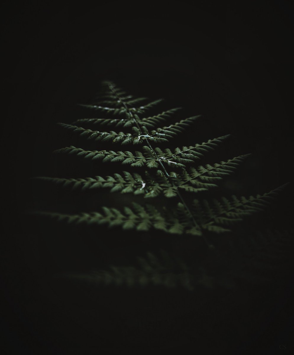 Take off

#fern #NaturePhotography #moody #moodyphoto #forest_area #macromood #