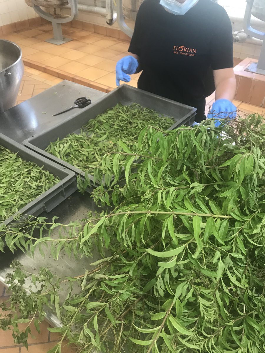 Maisonflorian's tweet photo. Arrivage de verveine et jasmin frais de #CotedAzur pour nos confits et fleurs cristallisées ✨ #Provence #fleurs #confiture https://t.co/LSb5zNAuep