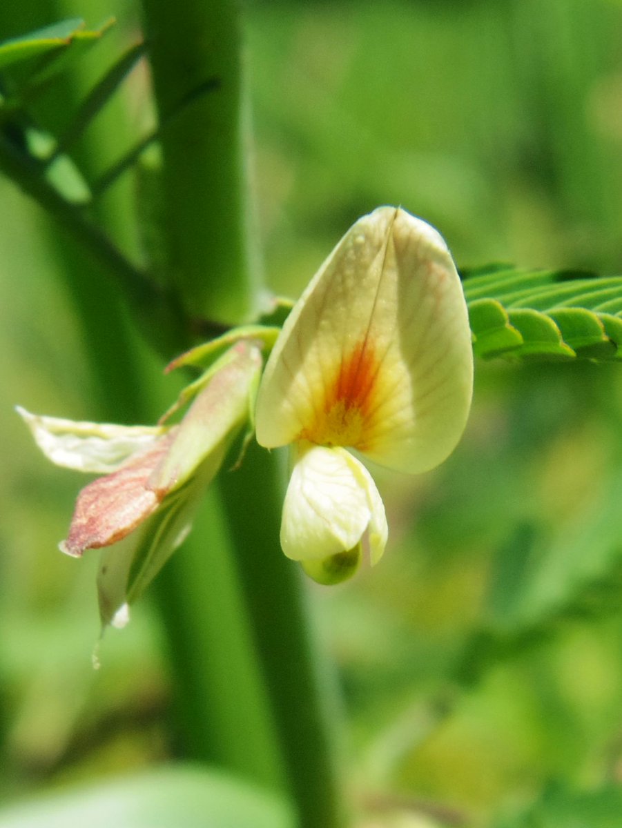 こころんグリーン 水田の畦にクサネムが咲いていました 淡黄色の小さな花が数輪開いていました 面白い形の花が咲いています クサネム 淡黄色の花 小さな花 夏の花 夏 山野草 野草 園芸 ガーデニング 熊本市南区 熊本