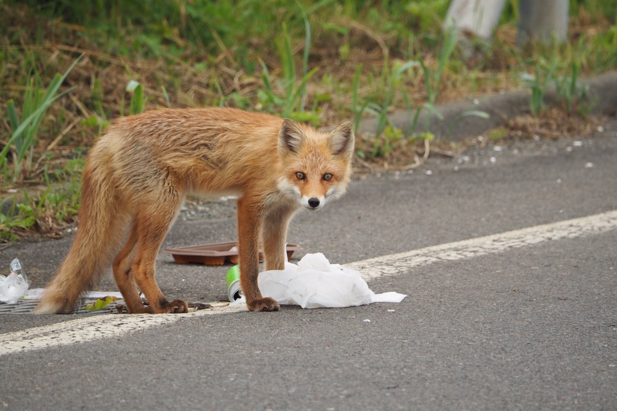 Dai Ar Twitter 先日道路で出会ったキタキツネは路上に捨てられた 弁当のゴミを食べていました そして僕と目が合うと食べ物 をくれると思ったのかこちらに向かってきた とりあえず大声を出して威嚇 したので逃げていきましたがこの対応で合っているか不安 このキツネ