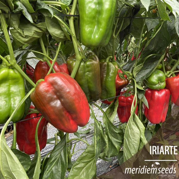MeridiemSeedsES's tweet photo. Pimiento lamuyo🌶🌶 IRIARTE

Comienzan a estar listos los primeros frutos de esta campaña 2021 y con ello os presentemos nuestra nueva 🆕 variedad en lamuyo, con doble ✌️ posibilidad de trasplante. Tanto en abril como a finales de julio y principios de agosto.

#MeridiemSeeds https://t.co/3eYn45Q2vk