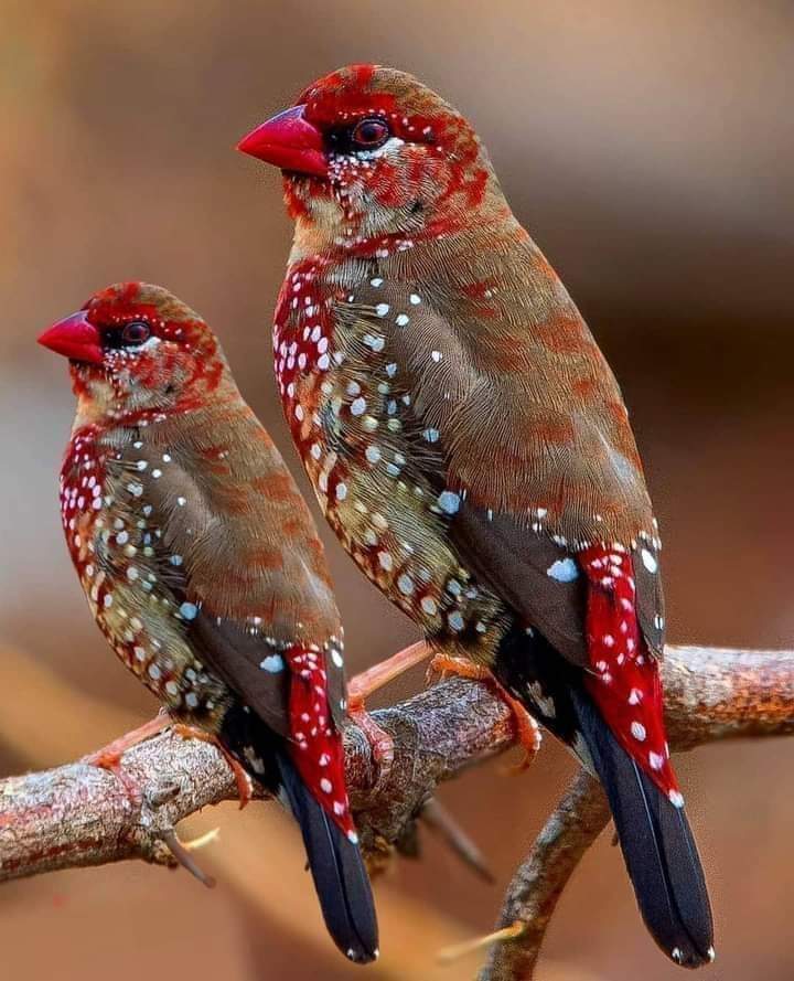 Akram Khaled tweet media