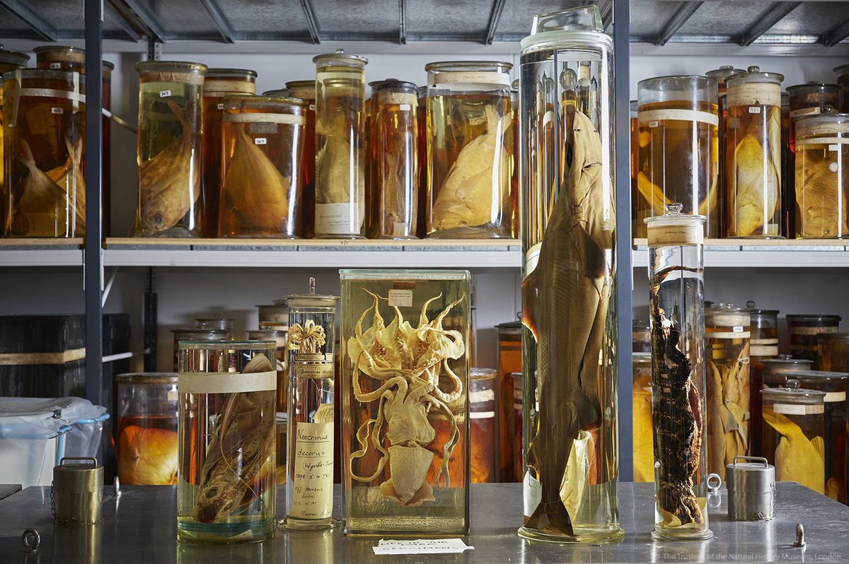NHM_London's tweet photo. A lot of you have asked us about them, so we're thrilled to announce that our ever-popular Spirit Collection tours are back!
Book your tickets now to add a peek behind the scenes with all our #ThingsInJars to your next visit: https://t.co/laPTbz7kJ9 https://t.co/eeH4HXzaps