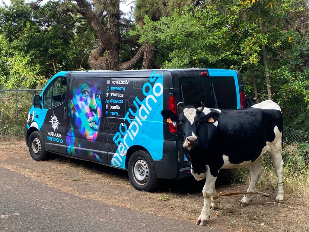 rotumeridiano's tweet photo. Como cualquier día de trabajo, aparcamos nuestro furgón 🚚 para realizar una instalación y allí se queda, pero en este caso, y dejamos claro que ella se prestó voluntaria, tuvimos una segurita muy peculiar... ¡Una vaca! 🐄😝🤣 Un poquito de humor que es viernes, ¡ánimo! 💪💙 https://t.co/7tc7Vyhydh