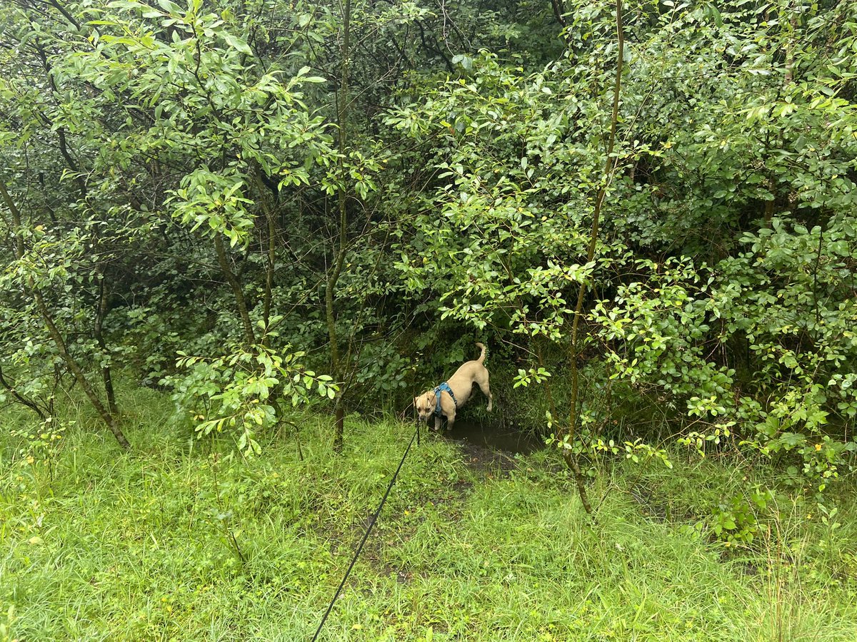 cathyswales's tweet photo. Went on a new route today- lots of new smells, no #zombies but I found a #druid!! #newwalk #newsmells #fresh #change @ZombieSquadHQ https://t.co/f4ibsUfkVX