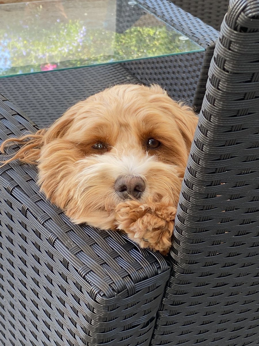 parker_chops's tweet photo. @GemCWL Thank you Gemma, yes we are all well. Hope you all okay too.  Parker is a little love; great company while I sew 🥰. I adore this little face 😍 https://t.co/4cDdzikk8V